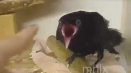 طائر مضحك