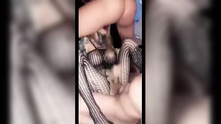 مخنث إكستر