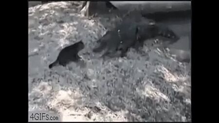 مقاطع مضحكة للحيوانات فيديو مضحك جرو لطيف)